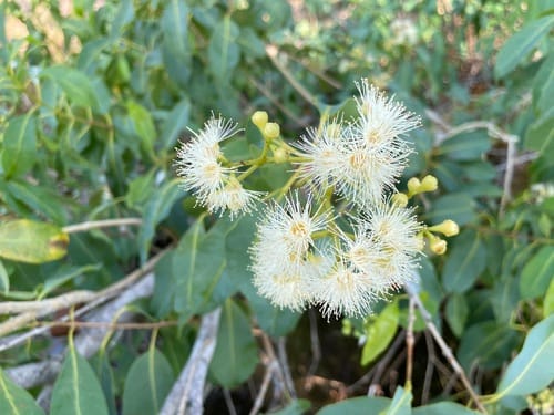 Syzygium guineense