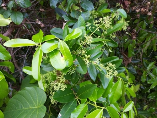 Syzygium gustavioides (Grey satinash) — photo