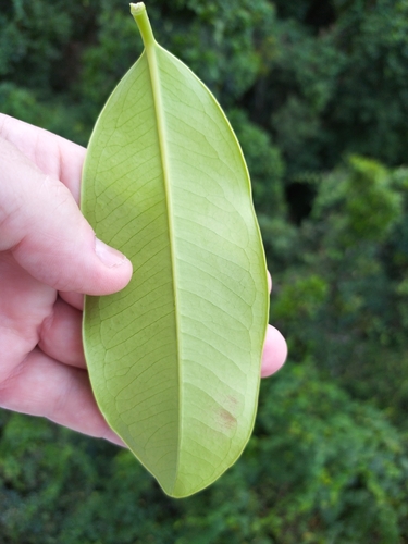 Syzygium gustavioides (Grey satinash) — photo