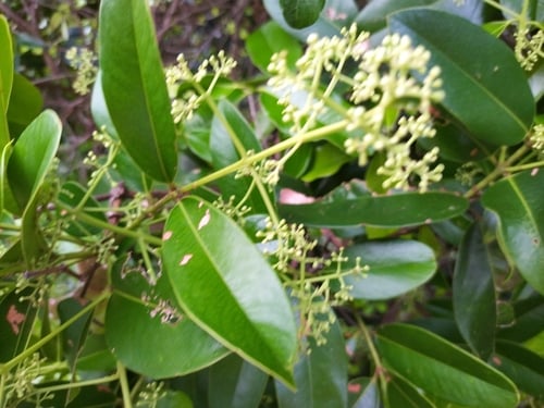 Syzygium gustavioides