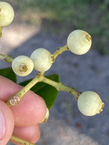Syzygium hemilamprum (Broad leafed lillypilly) — photo