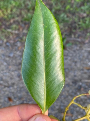 Syzygium hemilamprum (Broad leafed lillypilly) — photo