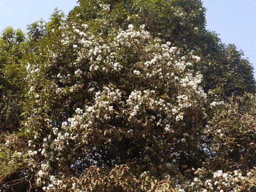 Syzygium hemisphericum (Hemispheric rose-apple) — photo