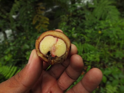 Syzygium hemisphericum (Hemispheric rose-apple) — photo