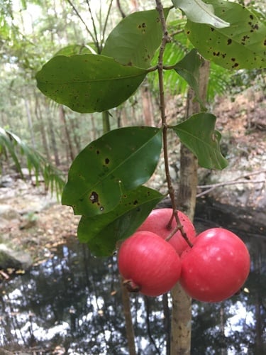 Syzygium hodgkinsoniae (Smooth barked rose apple) — photo