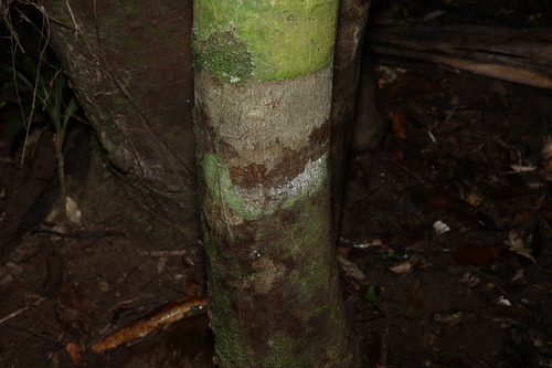 Syzygium hodgkinsoniae (Smooth barked rose apple) — photo
