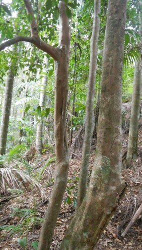 Syzygium hodgkinsoniae