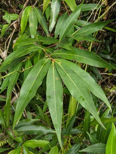 Syzygium jambos (Rose apple) — photo