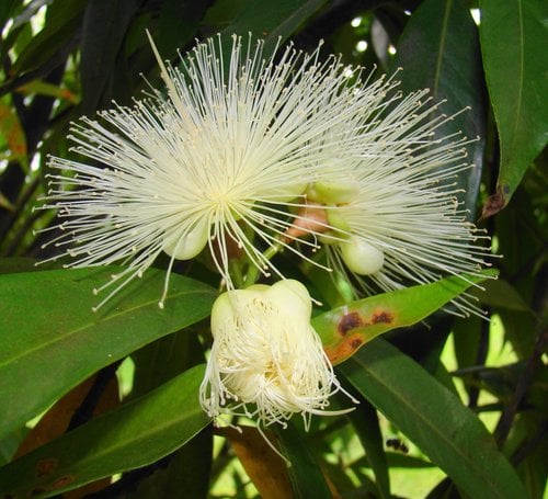 Syzygium jambos (Rose apple) — photo