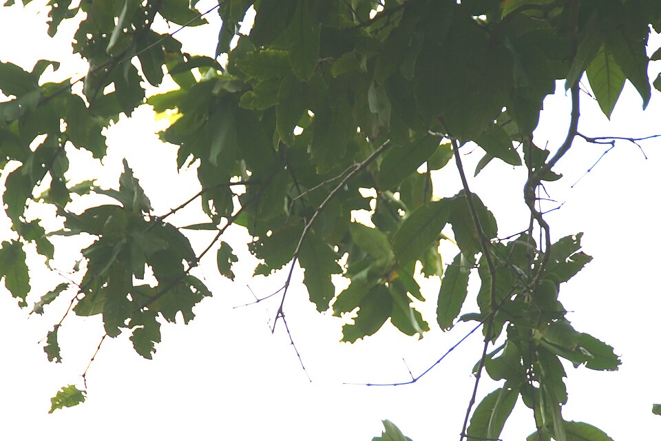 Syzygium javanicum