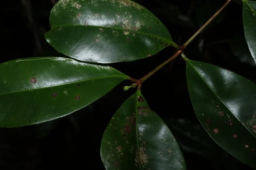 Syzygium johnsonii (Rose satinash) — photo