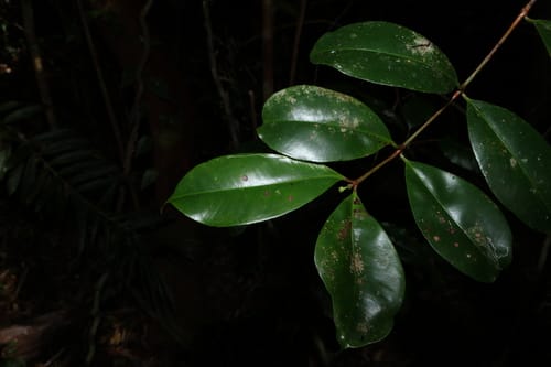 Syzygium johnsonii (Rose satinash) — photo