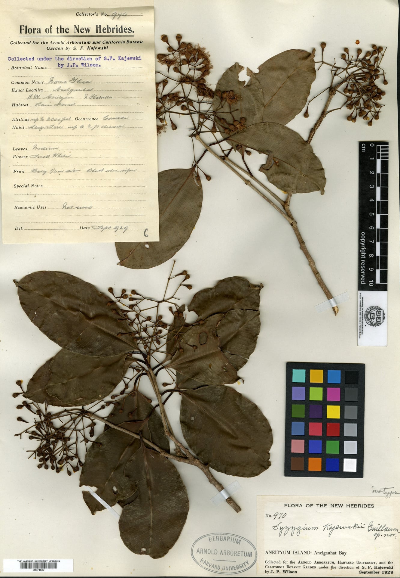 Syzygium kajewskii