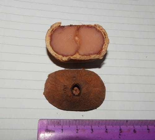 Syzygium kuranda (Kuranda satinash) — photo