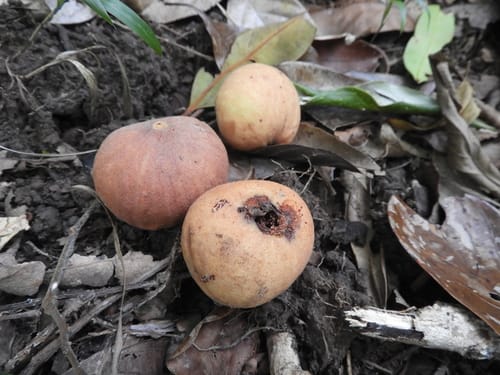Syzygium kuranda (Kuranda satinash) — photo