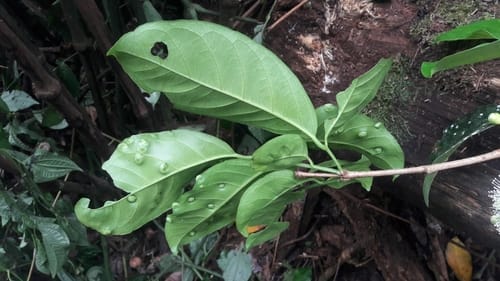 Syzygium kurzii (Bogijamuk) — photo