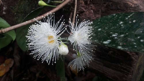 Syzygium kurzii