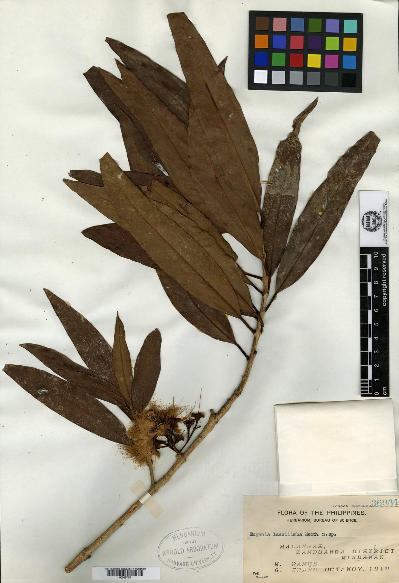 Syzygium lancilimbum