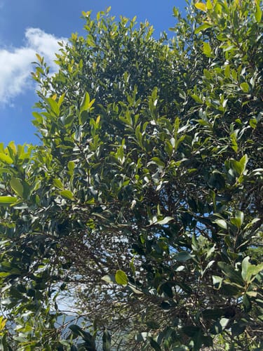 Syzygium legatii (Mountain waterberry) — photo