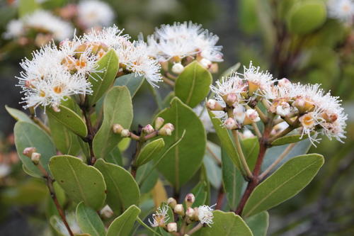 Syzygium legatii