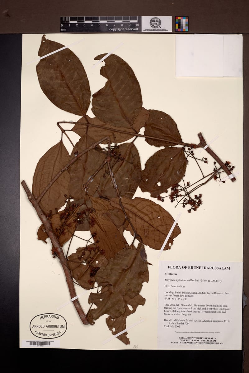 Syzygium leptostemon — photo