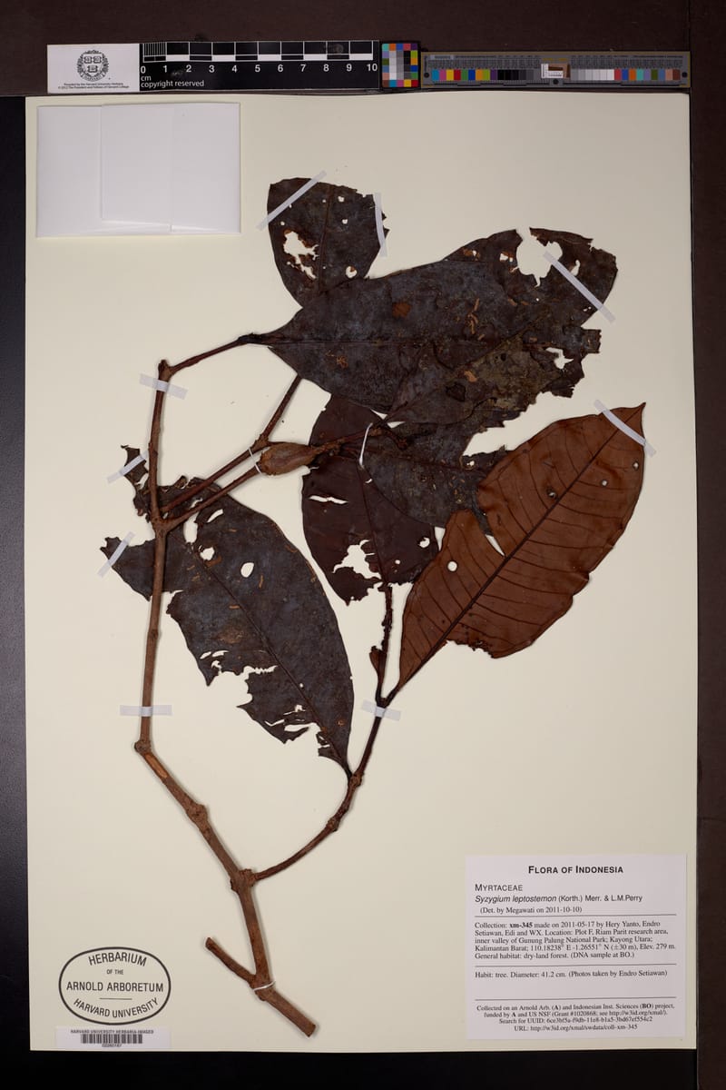Syzygium leptostemon — photo
