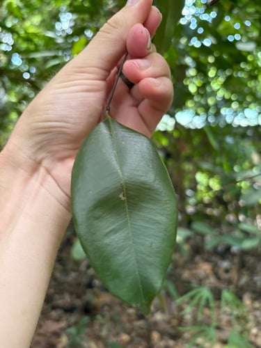 Syzygium lineatum (Guava berry) — photo