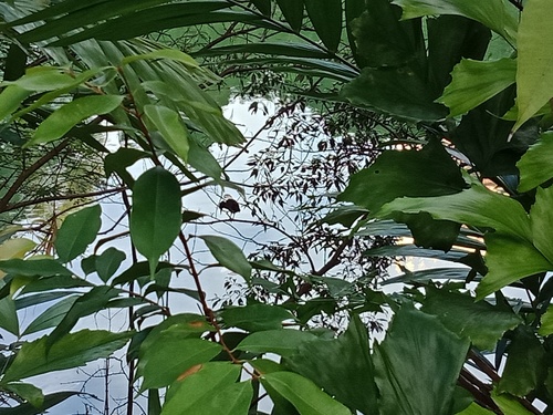 Syzygium lineatum (Guava berry) — photo