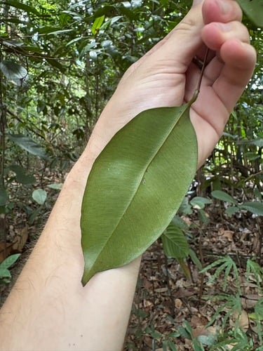 Syzygium lineatum