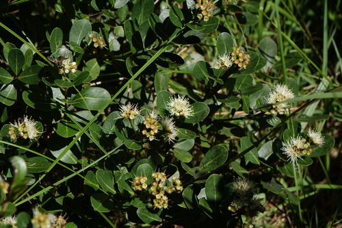 Syzygium loiseleurioides — photo