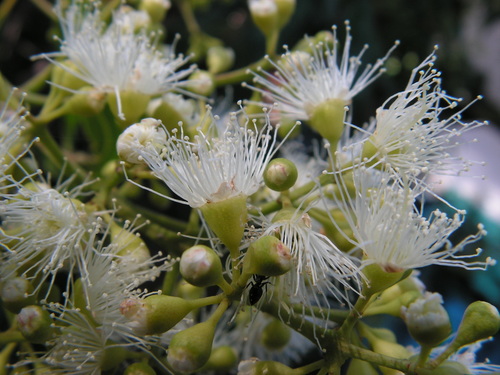 Syzygium luehmannii (Cherry alder) — photo