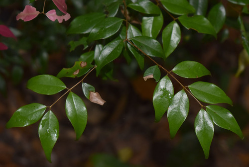 Syzygium luehmannii (Cherry alder) — photo