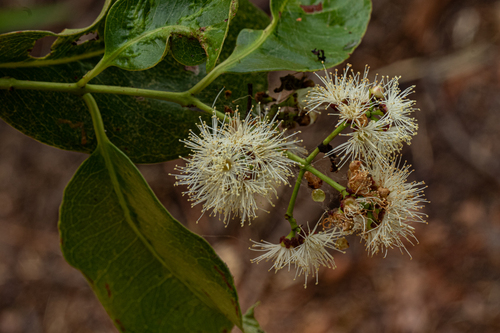 Syzygium macrocarpum — photo