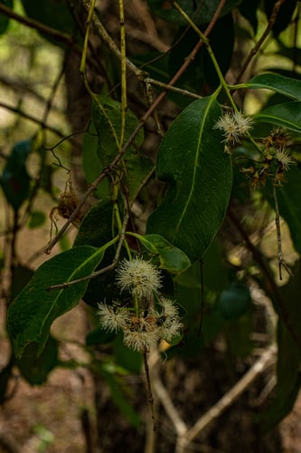 Syzygium macrocarpum — photo