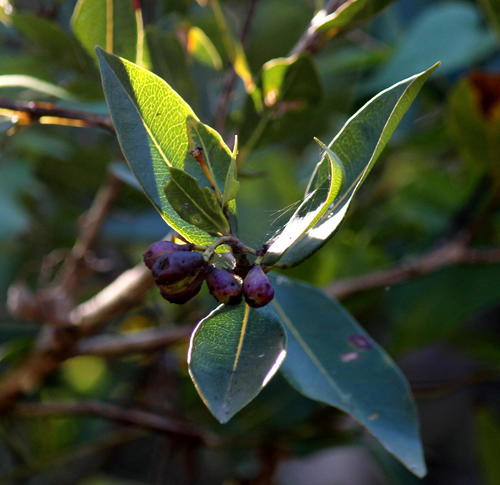 Syzygium macrocarpum