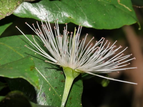 Syzygium maire (Swamp maire) — photo