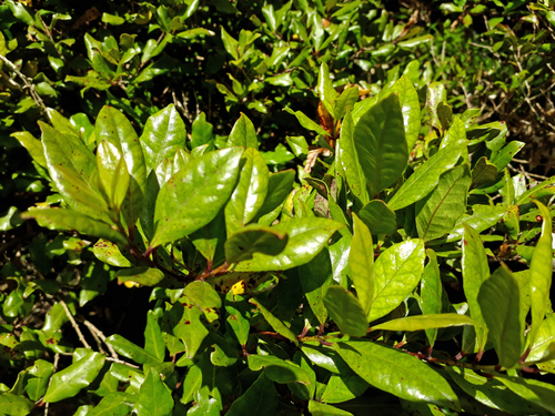 Syzygium maire (Swamp maire) — photo