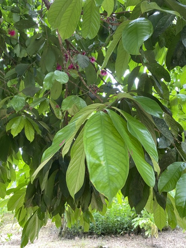 Syzygium malaccense (Malay-apple) — photo