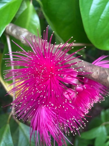 Syzygium malaccense (Malay-apple) — photo