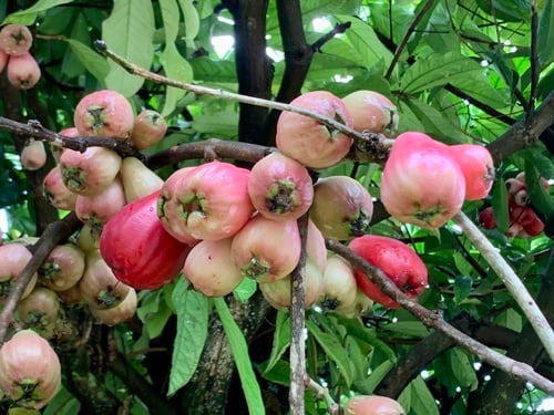 Syzygium malaccense