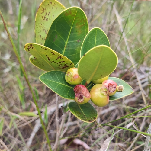 Syzygium mananquil