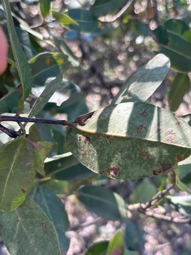 Syzygium masukuense (Small-fruited waterberry) — photo