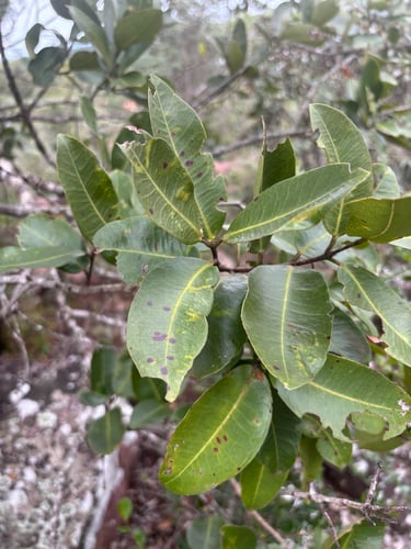 Syzygium masukuense