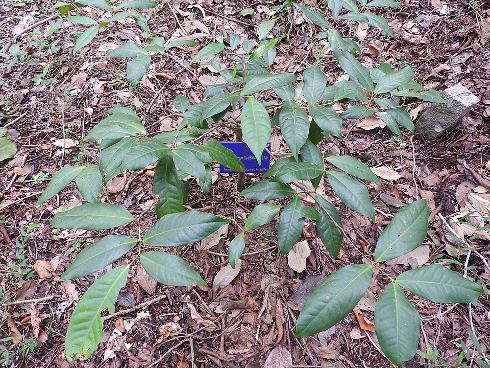 Syzygium megacarpum (Giant laulau) — photo