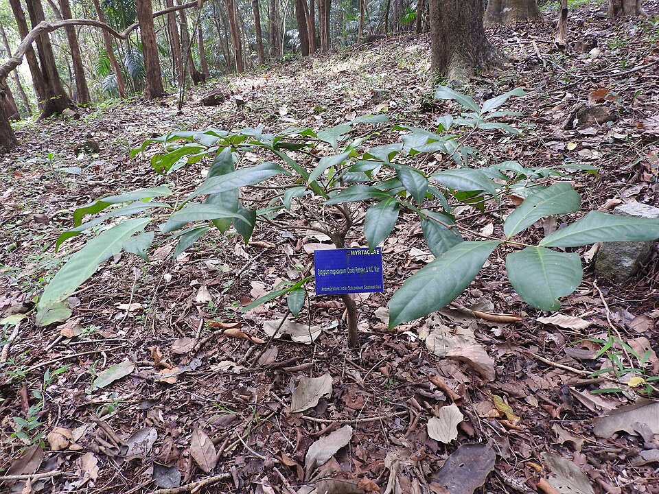 Syzygium megacarpum (Giant laulau) — photo