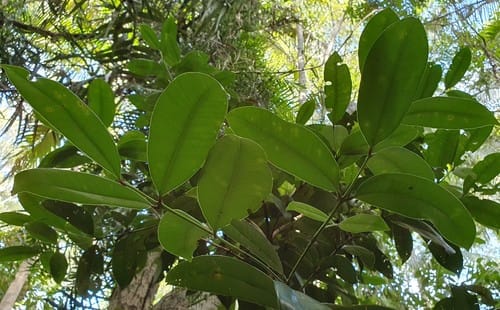 Syzygium moorei (Durobby) — photo
