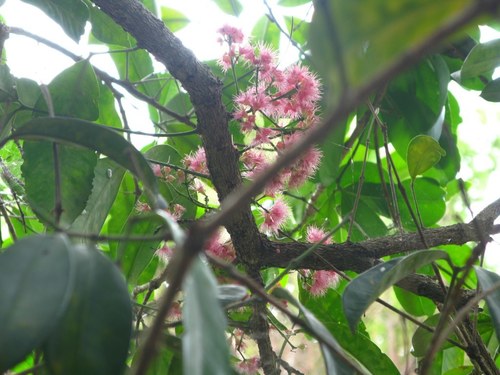 Syzygium moorei
