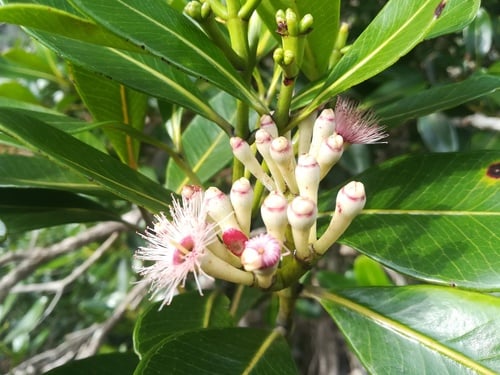 Syzygium multipetalum — photo