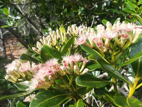 Syzygium multipetalum — photo