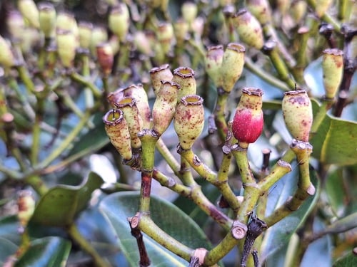 Syzygium multipetalum